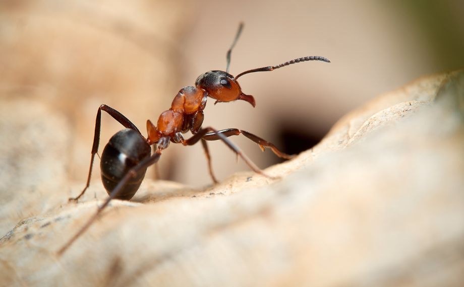 mravenec lesní - formica rufa